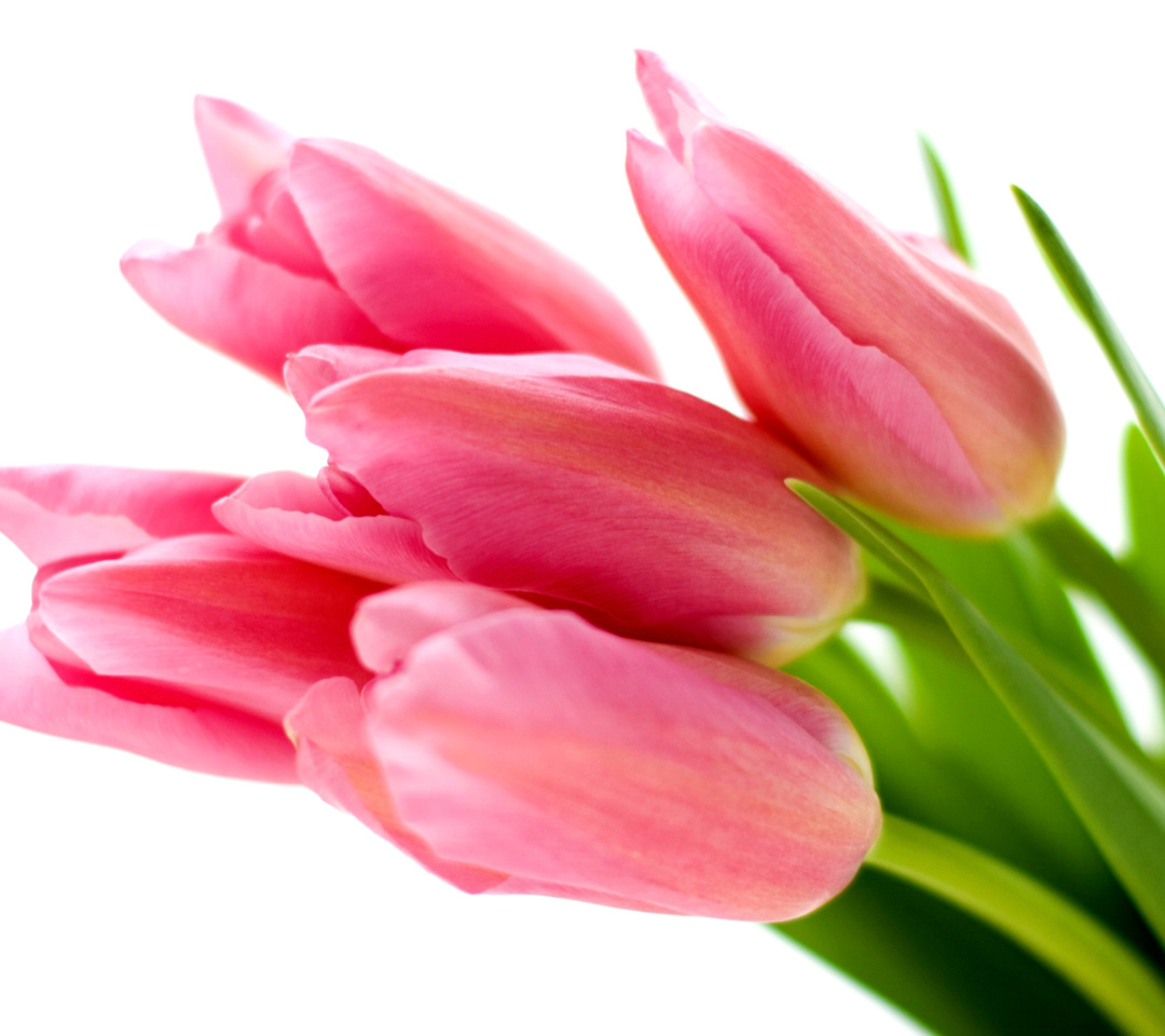 Pink tulips on white background wallpaper 1080x960