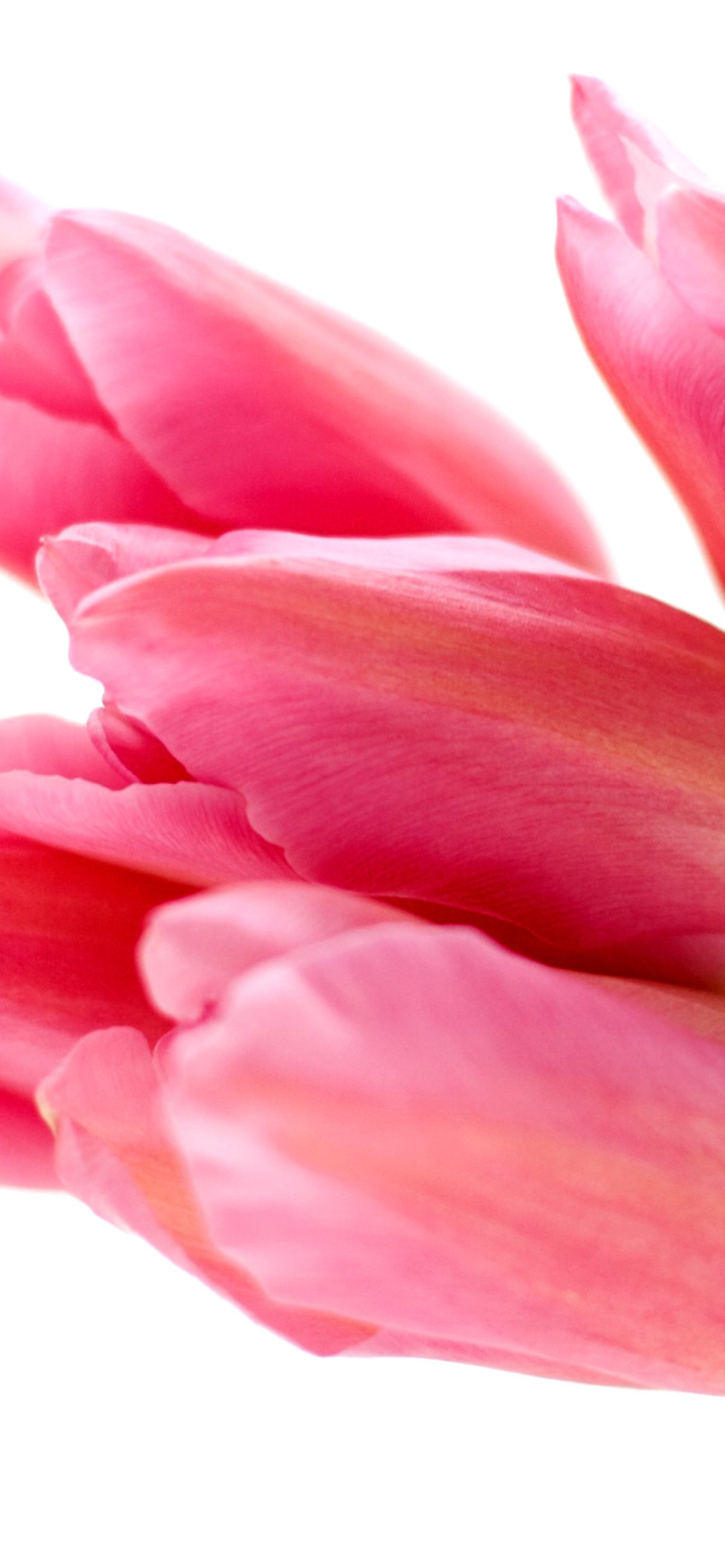 Das Pink tulips on white background Wallpaper 1170x2532
