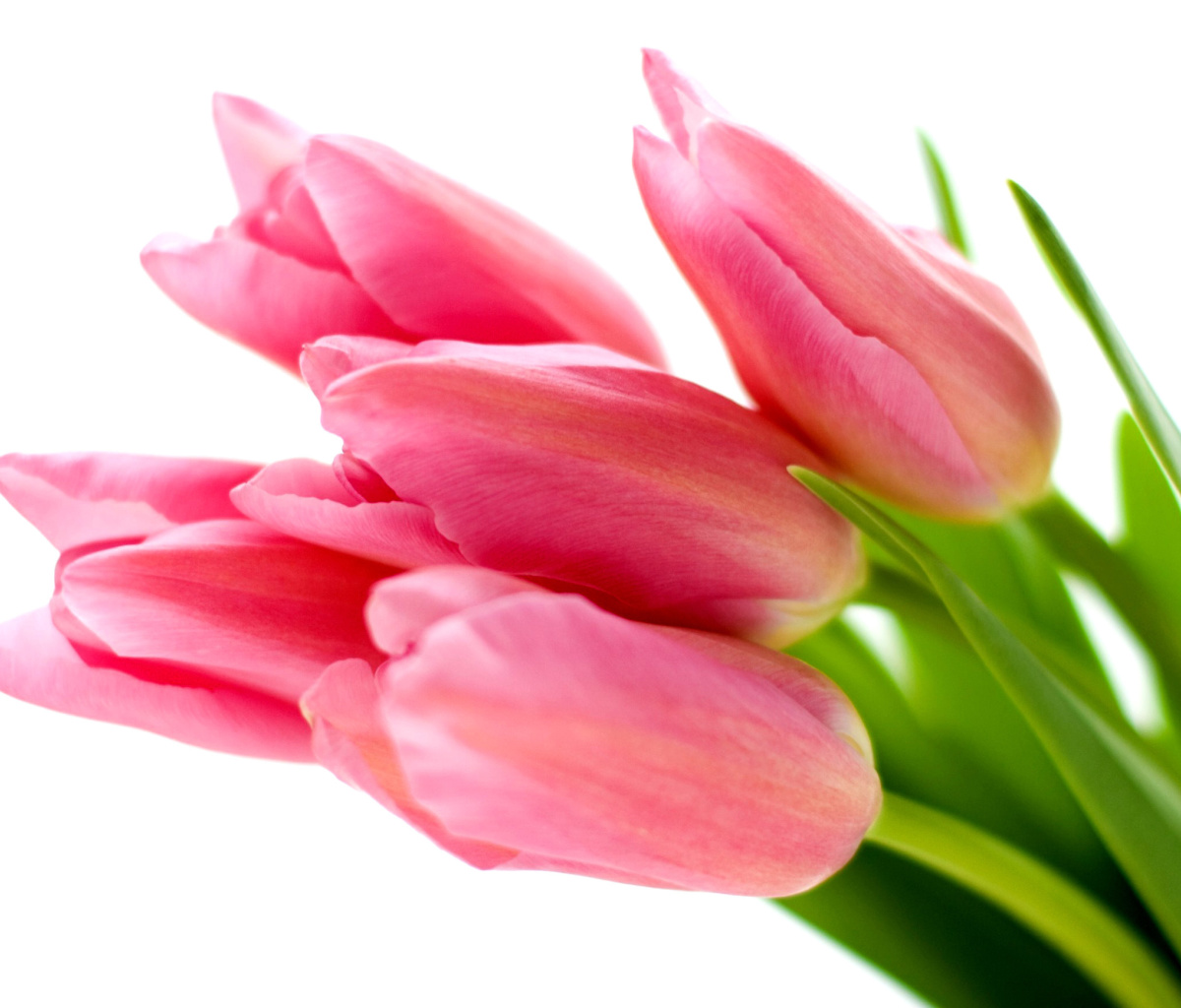 Обои Pink tulips on white background 1200x1024