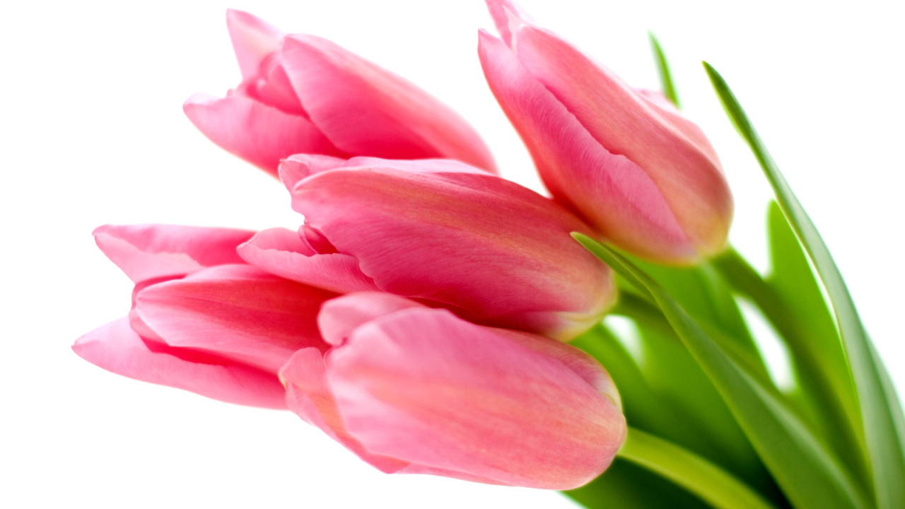 Das Pink tulips on white background Wallpaper 1280x720