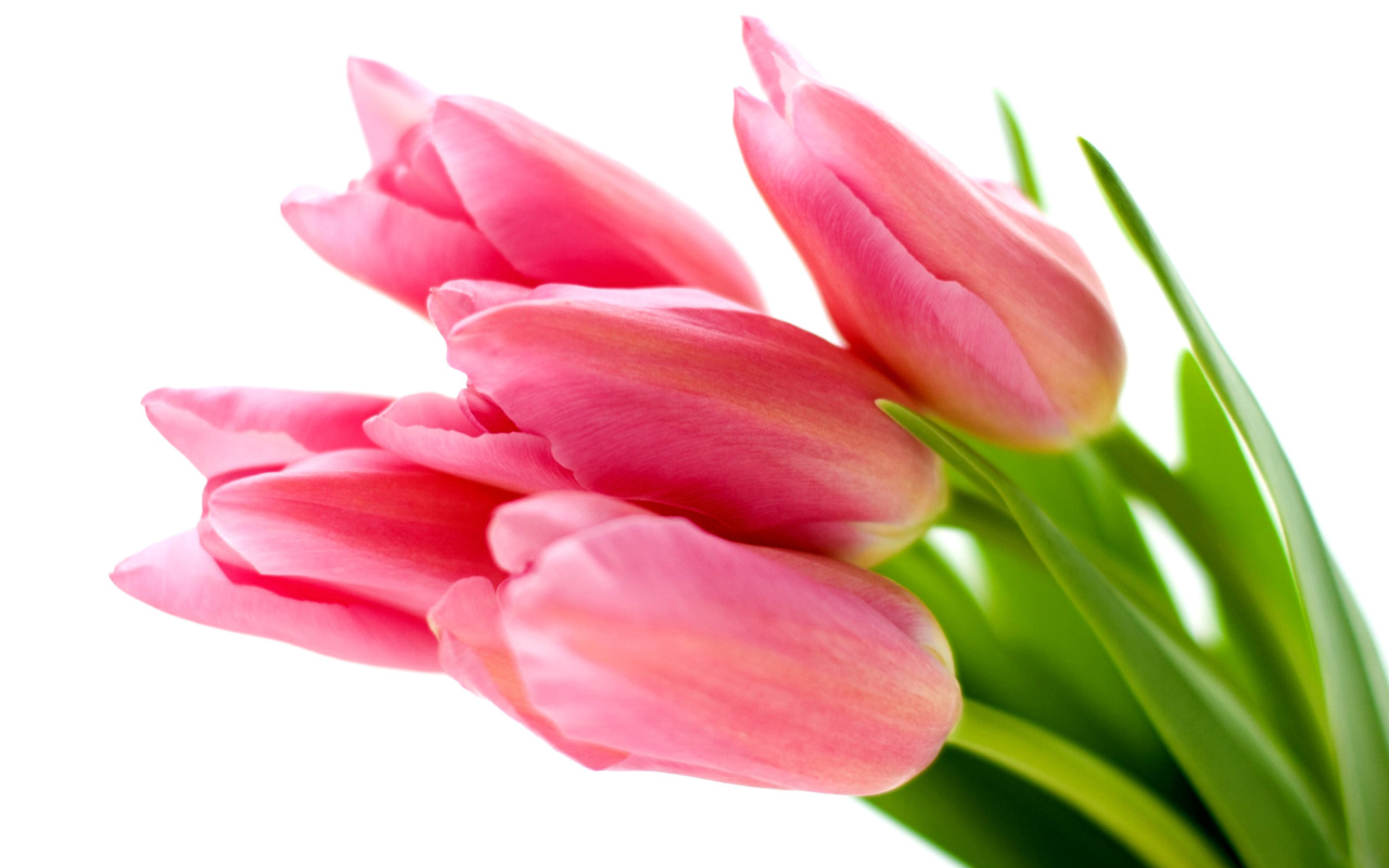 Das Pink tulips on white background Wallpaper 1280x800