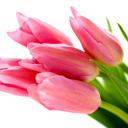 Pink tulips on white background wallpaper 128x128
