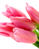 Pink tulips on white background wallpaper 128x160