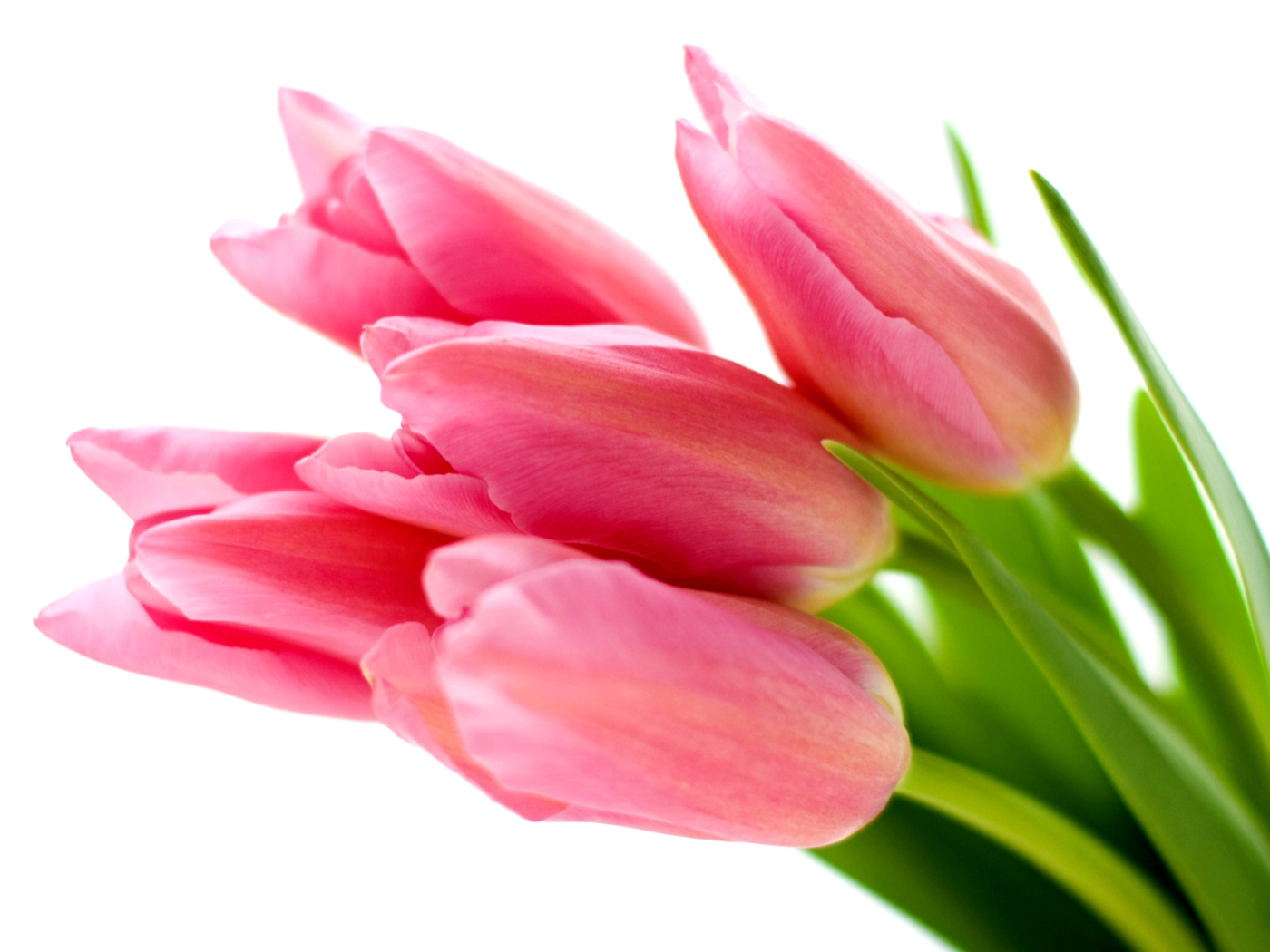 Sfondi Pink tulips on white background 1400x1050