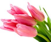 Pink tulips on white background wallpaper 176x144