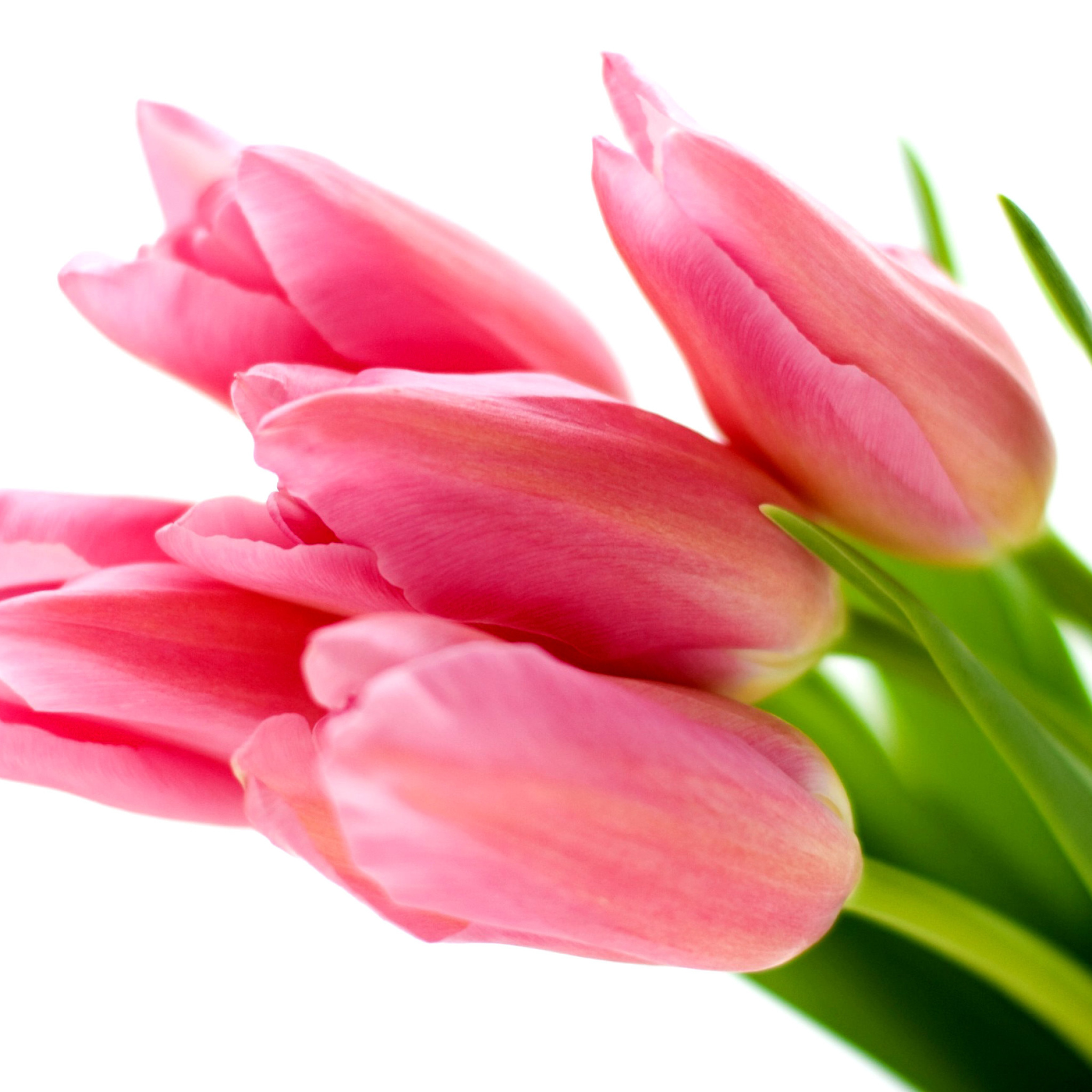 Pink tulips on white background wallpaper 2048x2048