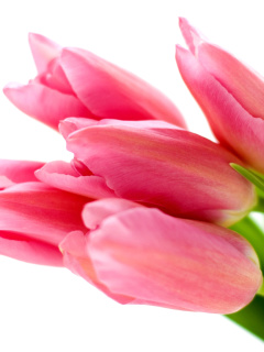 Pink tulips on white background wallpaper 240x320