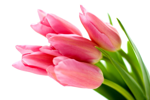 Обои Pink tulips on white background 480x320
