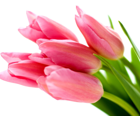 Pink tulips on white background wallpaper 480x400