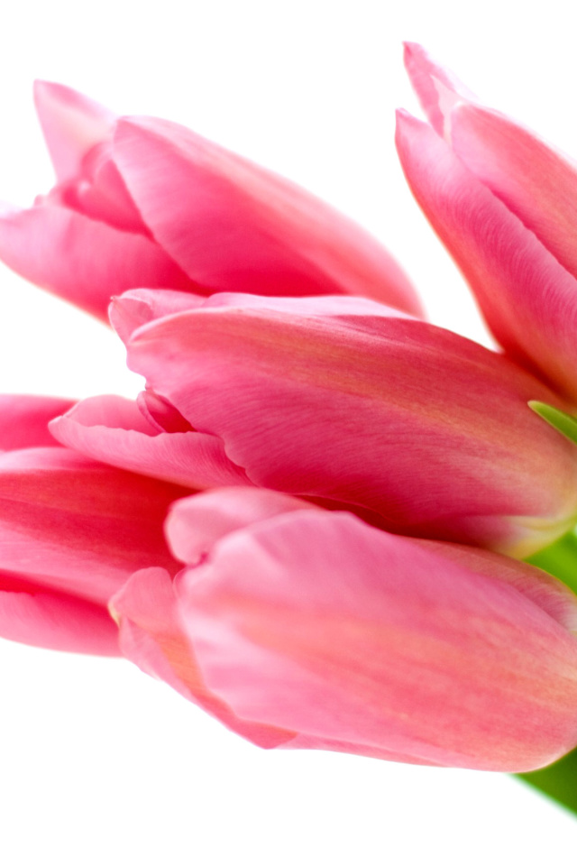 Das Pink tulips on white background Wallpaper 640x960