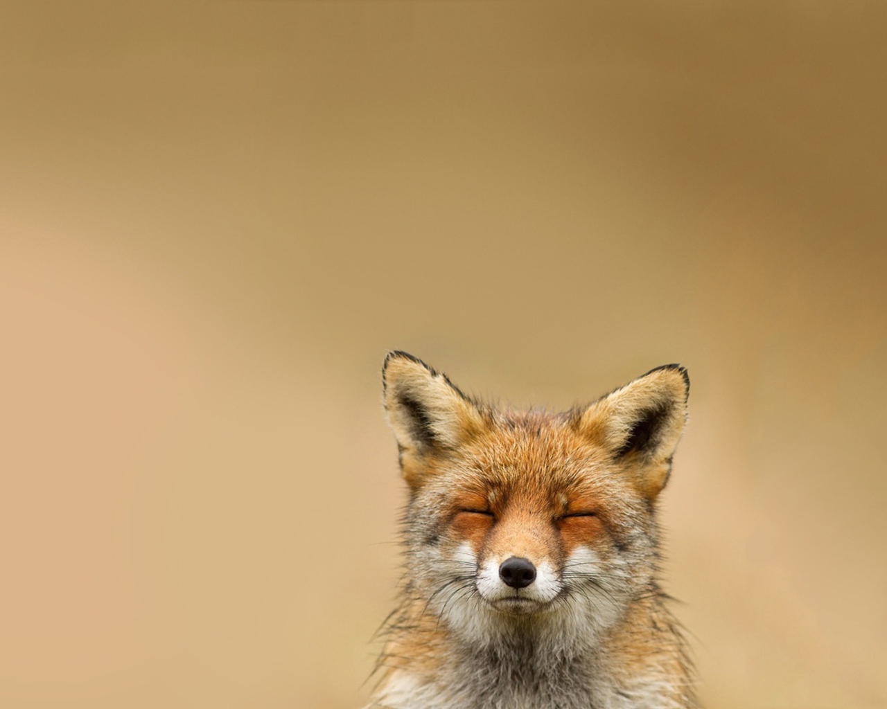 Fondo de pantalla Funny Fox Smile 1280x1024