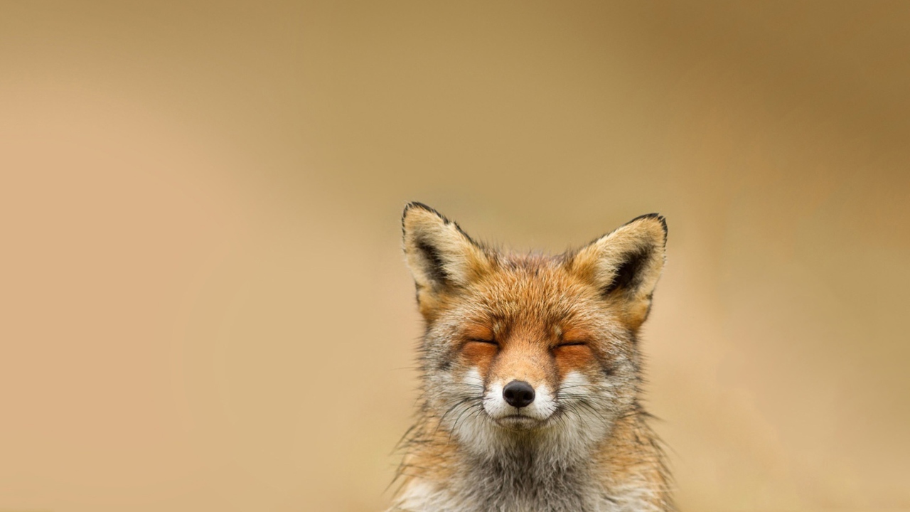 Das Funny Fox Smile Wallpaper 1280x720