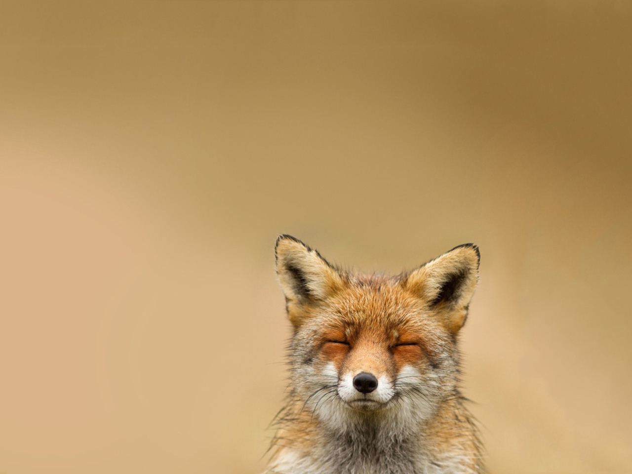 Das Funny Fox Smile Wallpaper 1280x960