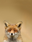 Das Funny Fox Smile Wallpaper 132x176