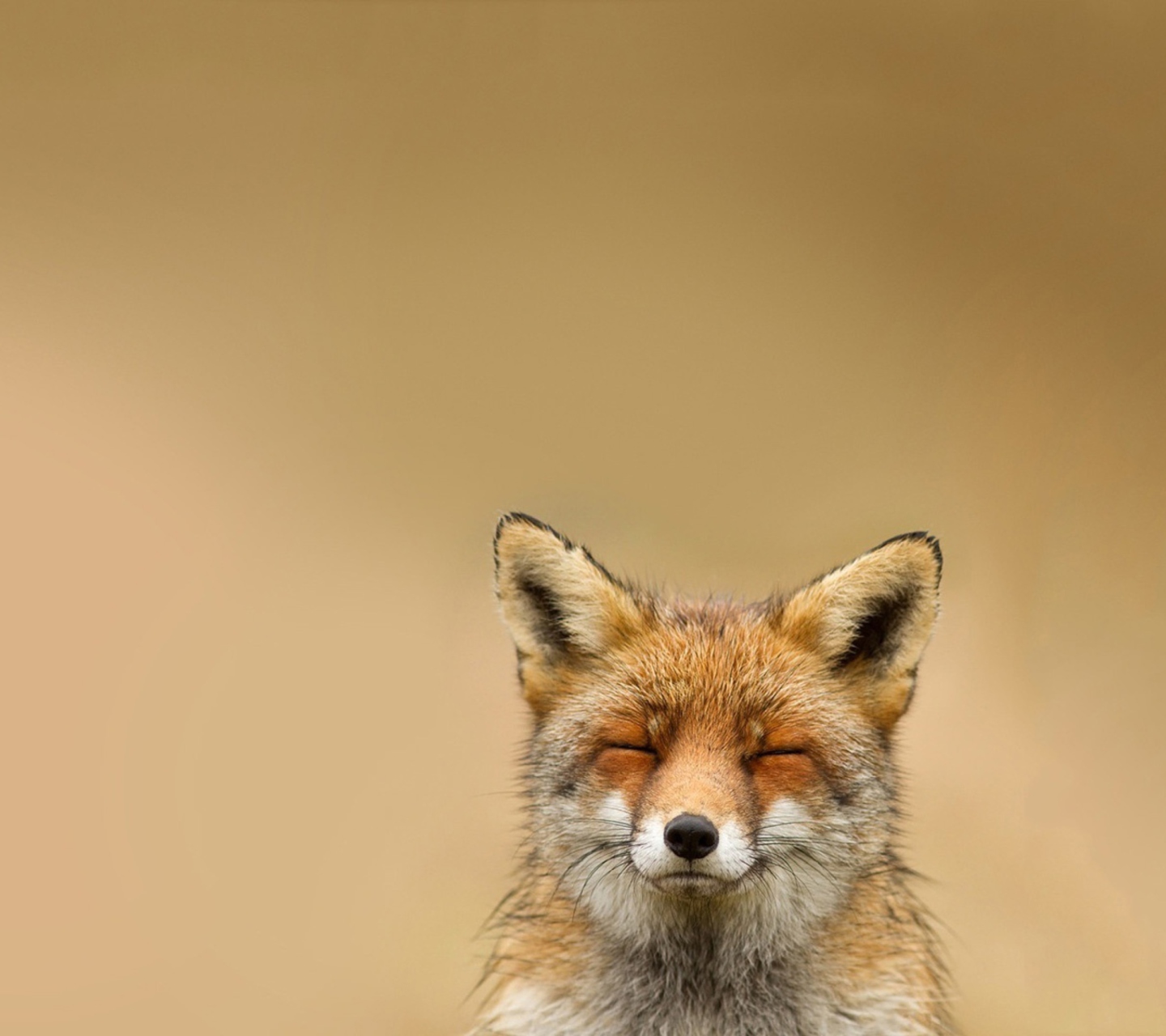 Sfondi Funny Fox Smile 1440x1280