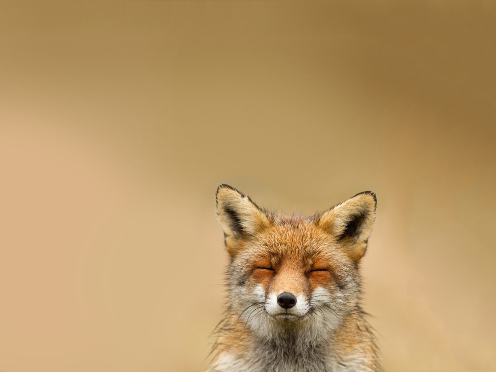 Funny Fox Smile screenshot #1 1600x1200