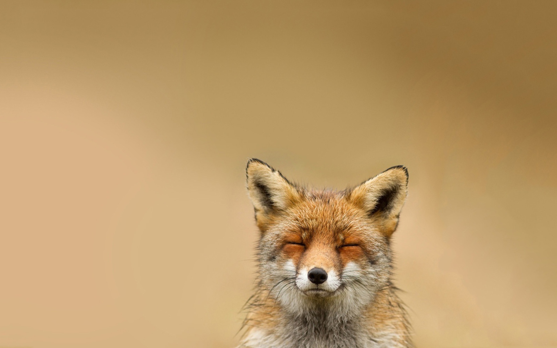 Das Funny Fox Smile Wallpaper 1920x1200