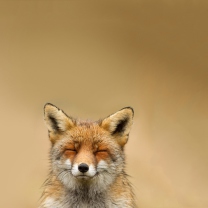 Funny Fox Smile screenshot #1 208x208