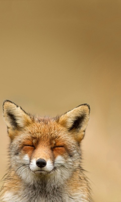 Das Funny Fox Smile Wallpaper 240x400