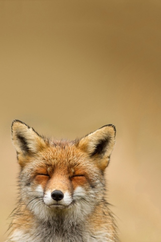 Sfondi Funny Fox Smile 320x480