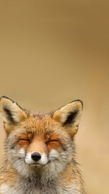 Screenshot №1 pro téma Funny Fox Smile 360x640