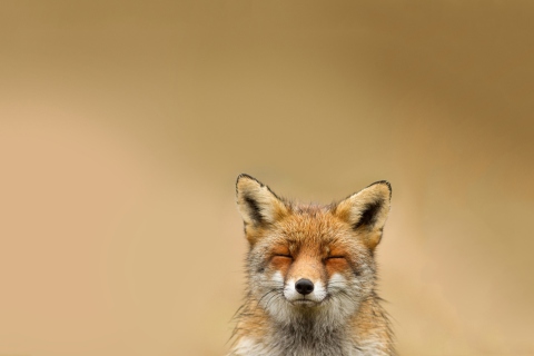 Das Funny Fox Smile Wallpaper 480x320