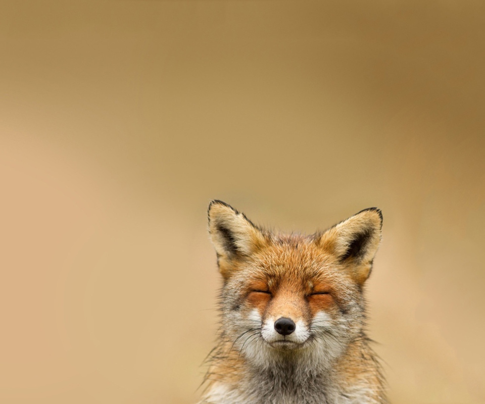 Funny Fox Smile wallpaper 960x800