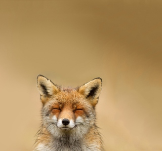 Kostenloses Funny Fox Smile Wallpaper für iPad mini 2