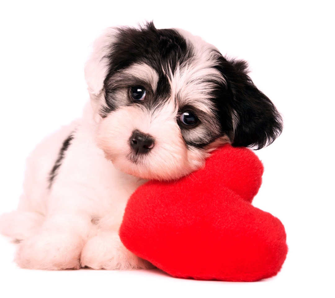 Das Love Puppy Wallpaper 1080x960