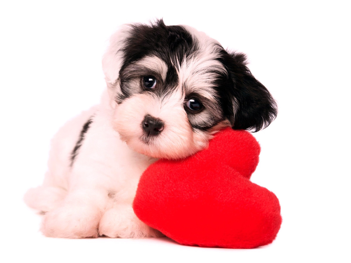 Обои Love Puppy 1152x864
