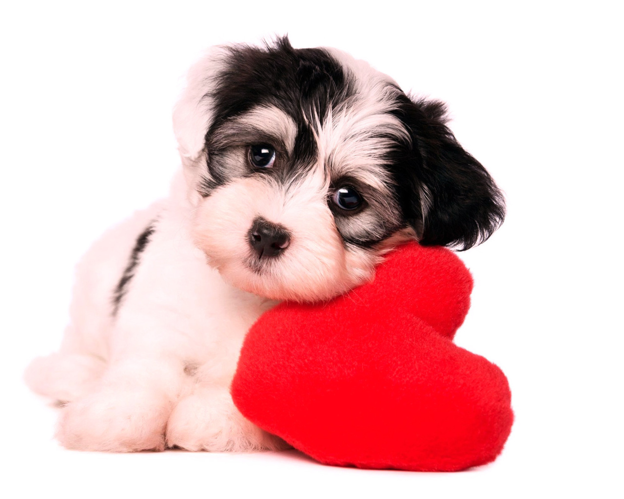 Love Puppy wallpaper 1280x1024