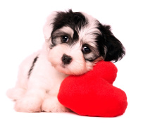 Das Love Puppy Wallpaper 220x176