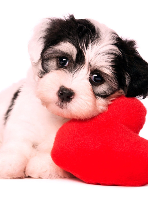 Das Love Puppy Wallpaper 480x640