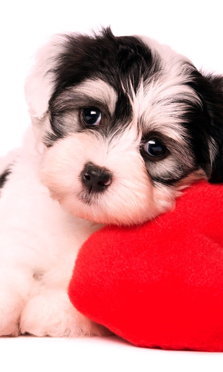 Das Love Puppy Wallpaper 768x1280