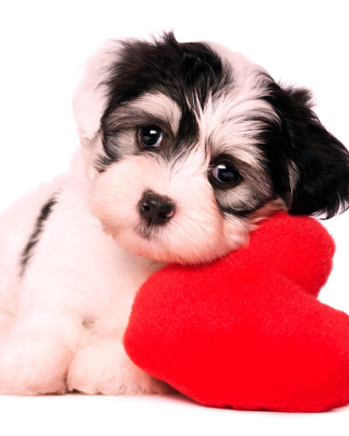 Kostenloses Love Puppy Wallpaper für HTC 7 Surround