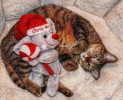 Lazy cat with Toy HD wallpaper 176x144