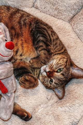 Lazy cat with Toy HD wallpaper 320x480