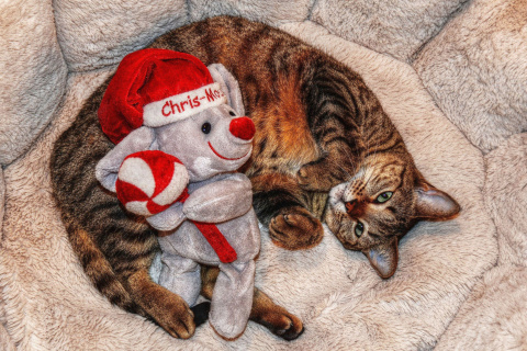 Das Lazy cat with Toy HD Wallpaper 480x320