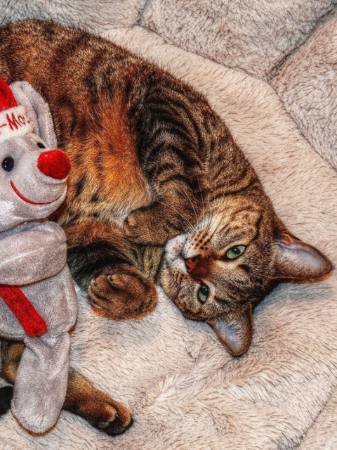 Lazy cat with Toy HD screenshot #1 480x640