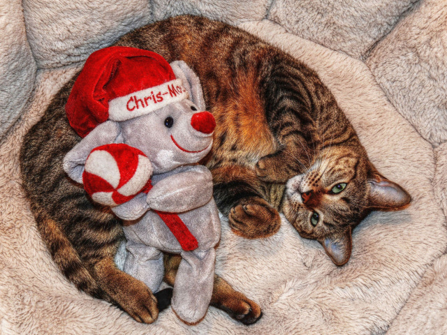 Lazy cat with Toy HD wallpaper 640x480