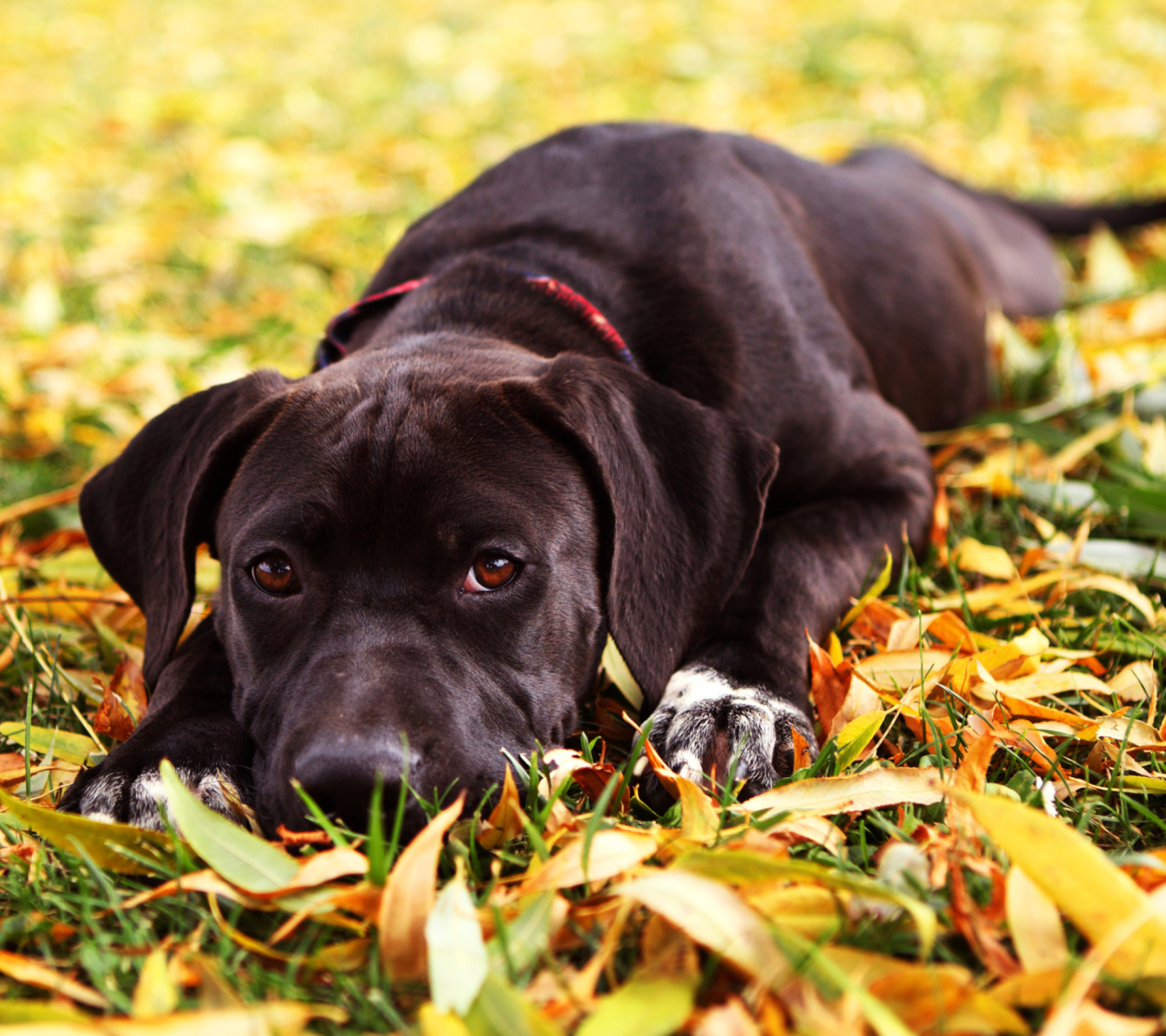 Autumn Dog wallpaper 1440x1280