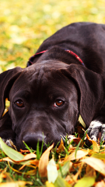 Autumn Dog wallpaper 360x640