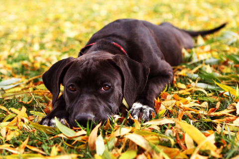 Das Autumn Dog Wallpaper 480x320