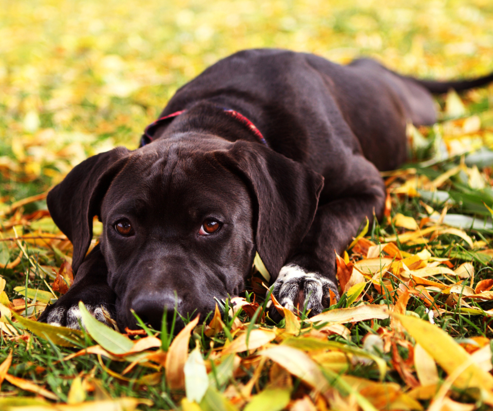 Autumn Dog wallpaper 960x800