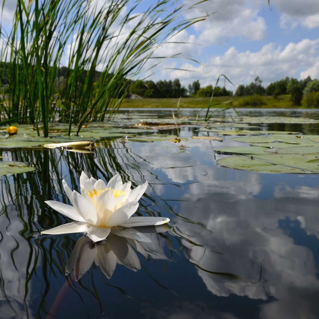 Sfondi White Water Lily 1024x1024