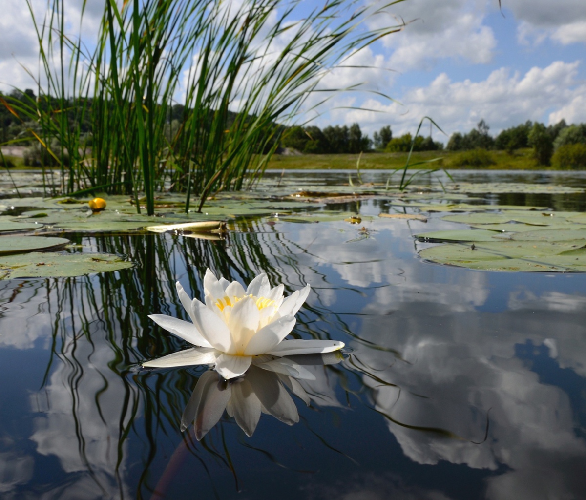 Sfondi White Water Lily 1200x1024