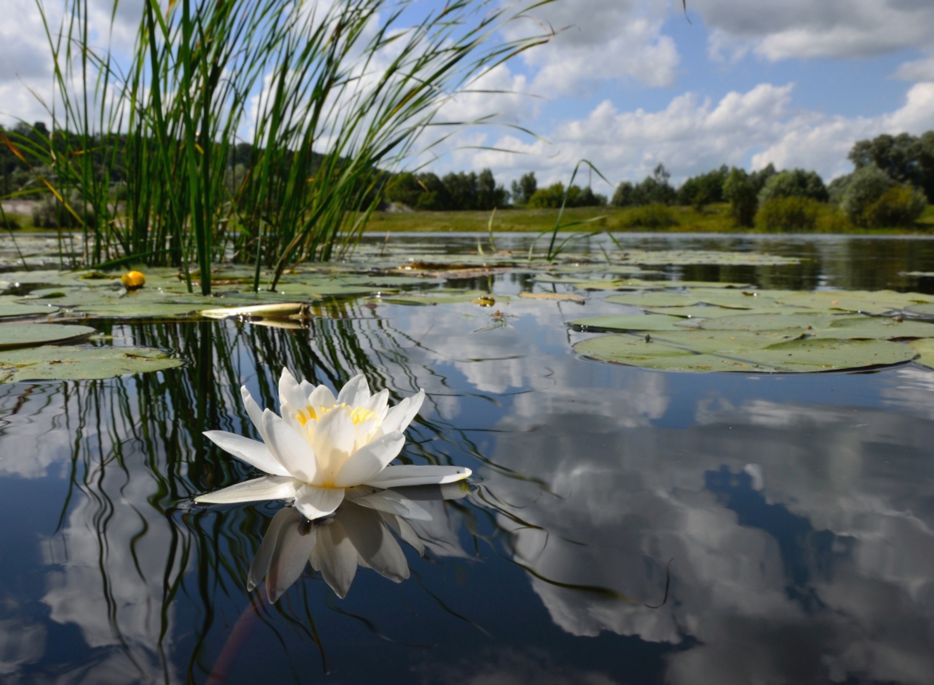 Screenshot №1 pro téma White Water Lily 1920x1408