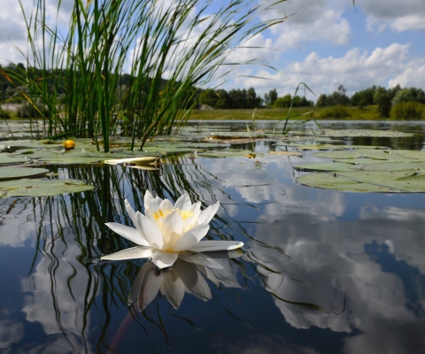 Screenshot №1 pro téma White Water Lily 480x400