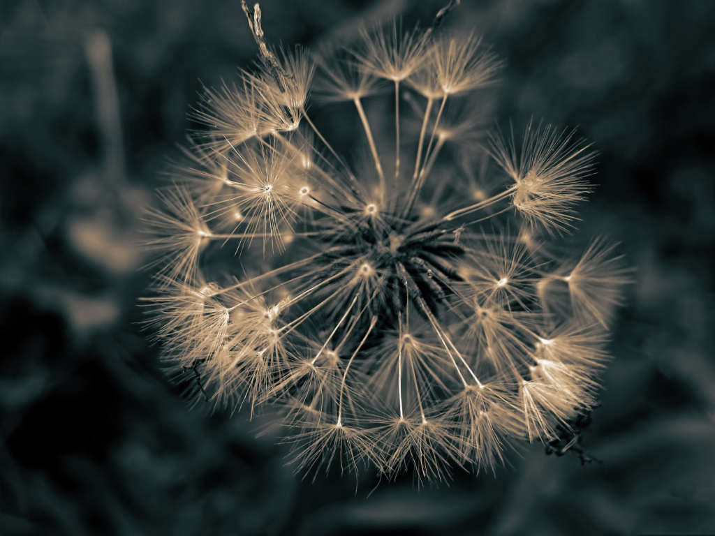 Das Dandelion Close Up Wallpaper 1024x768