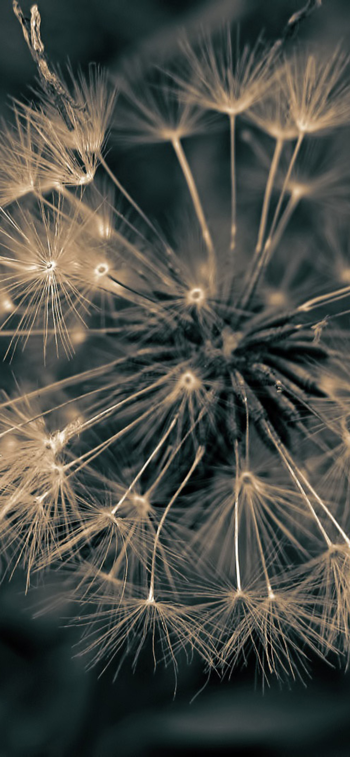 Dandelion Close Up wallpaper 1170x2532